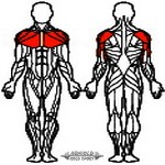 Arnold Classic Press-bench machine