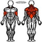 Arnold Classic Lat pully & Long pully