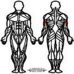 Arnold Classic Long pully machine