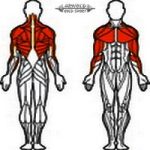 Arnold Classic Keresztcsiga