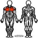 Arnold Classic Butterfly Machine