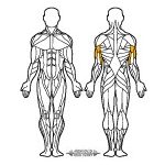 Arnold Classic Szimpla Torony