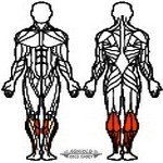 Arnold Classic Calf machine