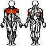 Arnold Classic Shoulder & Chest Machine