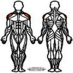 Arnold Classic Lateral Shoulder Machine