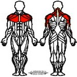 Arnold Classic Fekpad Univerzális