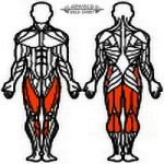 AGM Leg Curl & Extension