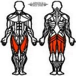 AGM Leg press angled free