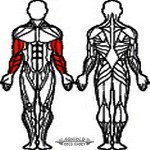 AGM Scott Bicepszpad ülő